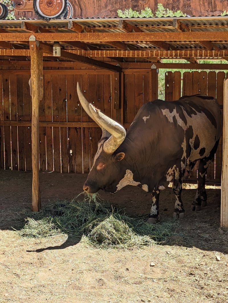 Camels, Zebras, And A Raccoon Twist Await Out Back