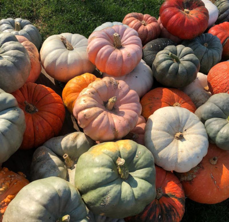 Pick Your Perfect Pumpkin