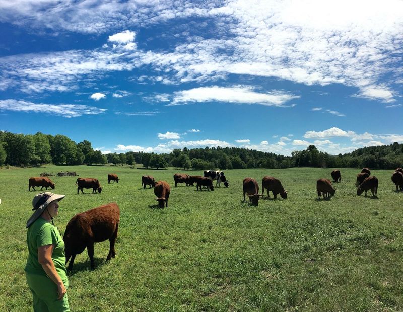 These Ruby Red Cows Were Picked For Flavor And Good Manners