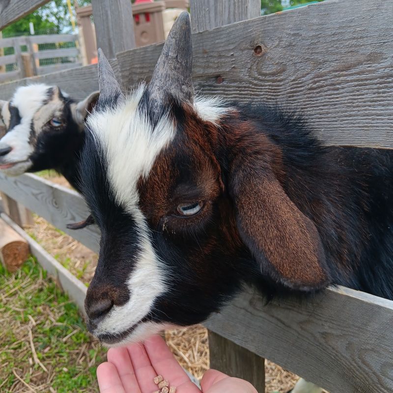 Goats With Big Personalities