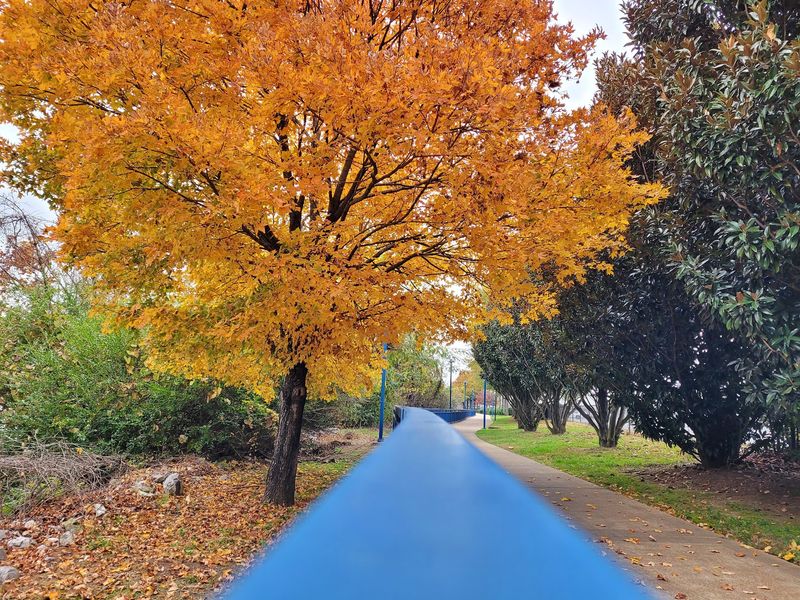 Autumn Turns This Path Into A Ribbon Of Red And Gold