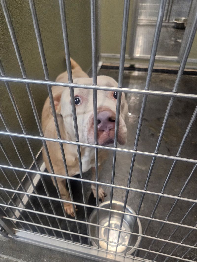 Jackson County Animal Shelter