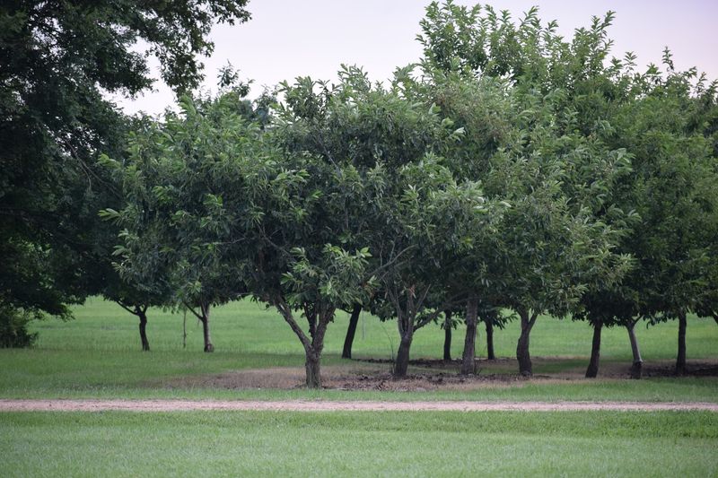 Pecan Country on Highway 18