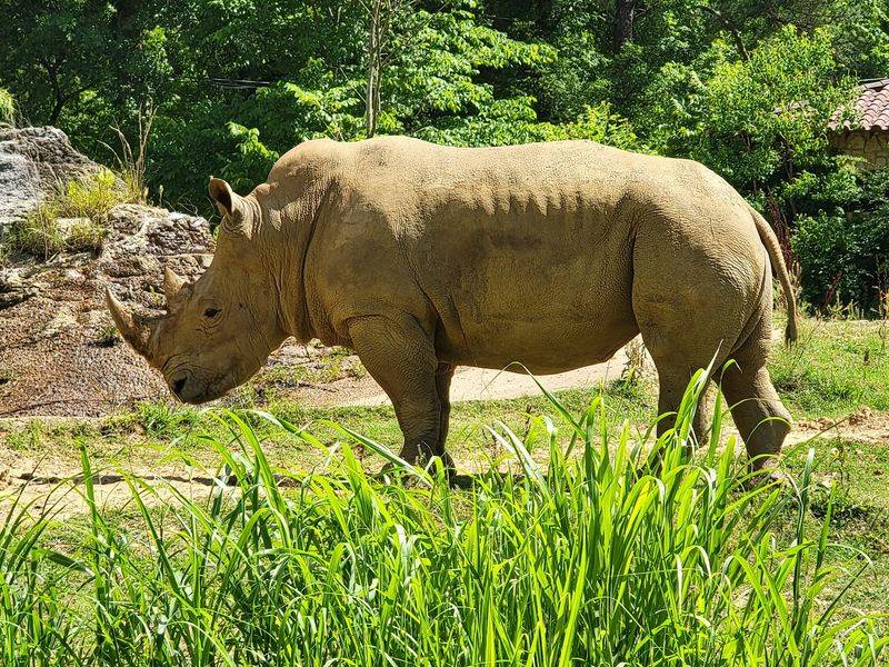 Mississippi's Capital City Zoo In A Leafy Park