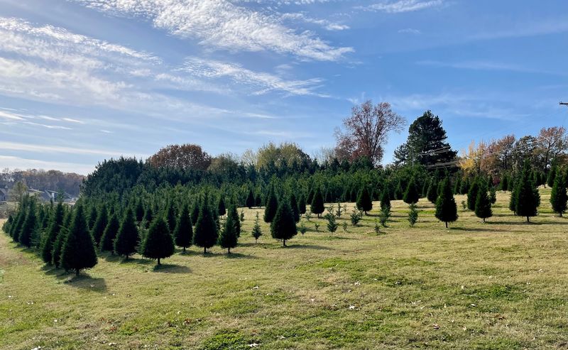 A Family Tree Farm In North Mississippi