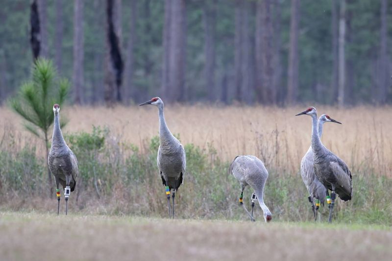 Mississippi Sandhill Crane National Wildlife Refuge, Gautier, MS