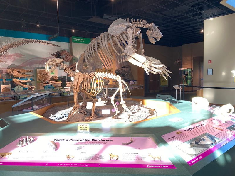 Giant Sloths, Sea Monsters, And A Fossil Wall