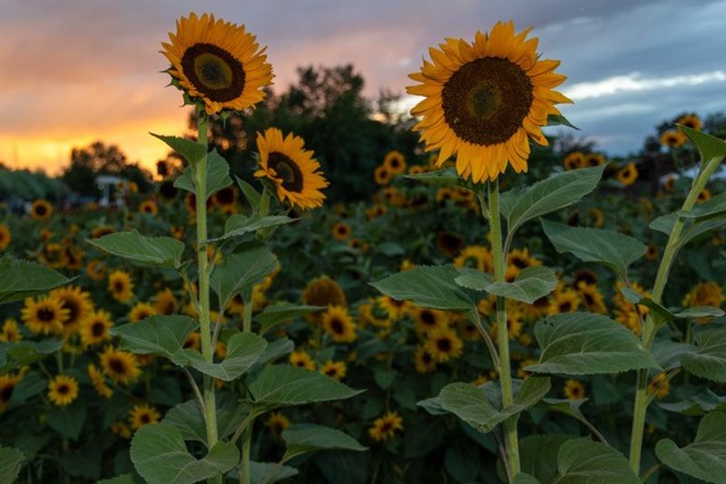 Sunflowers Beyond The Fall Season