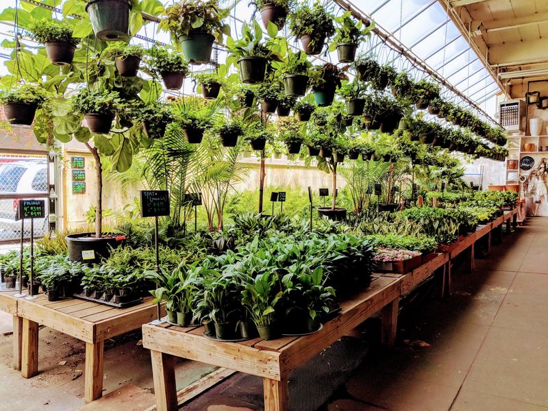 Houseplant Lovers Get A Year-Round Jungle
