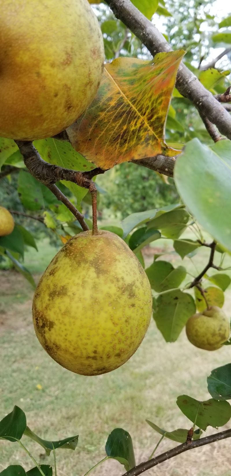 Pears Among the Branches