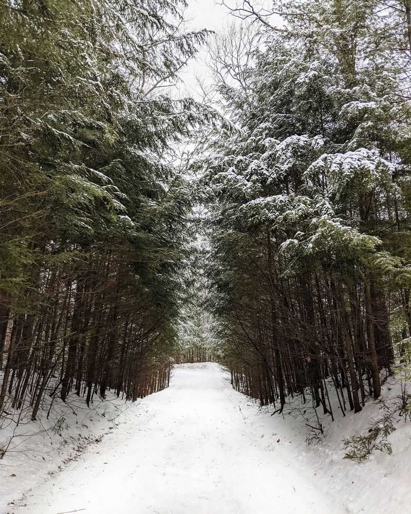 Trestles, Trails, And Pine Scent