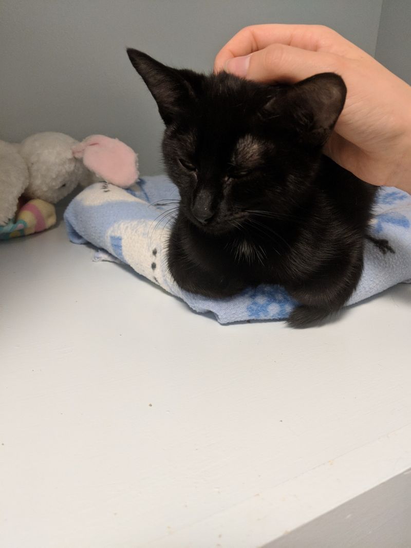 Free Vaccines Make Keeping Kitty Healthy A Lot Easier