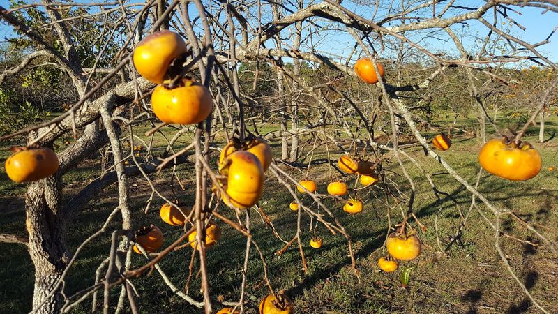 Jiro Persimmons, Crisp and Bright Orange
