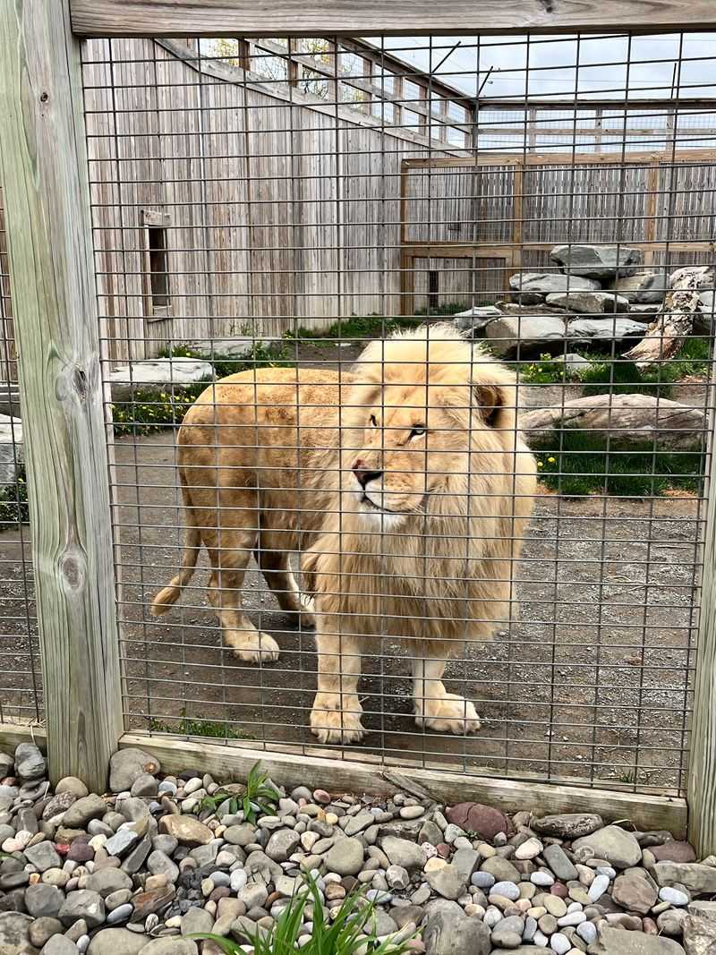 Rhinos, Lions And Big Personalities
