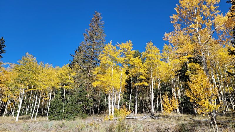 Wildflowers, Golden Aspens, and Surprise Snow