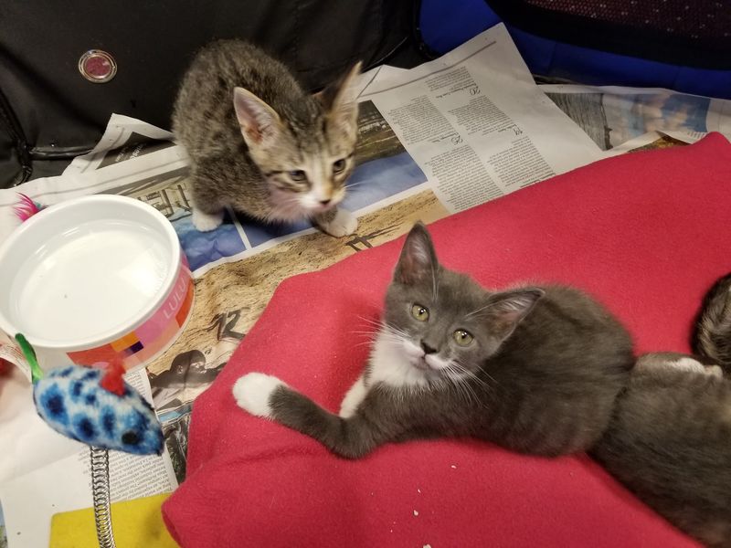 The Tiniest Residents Get Their Own Cozy Playpens