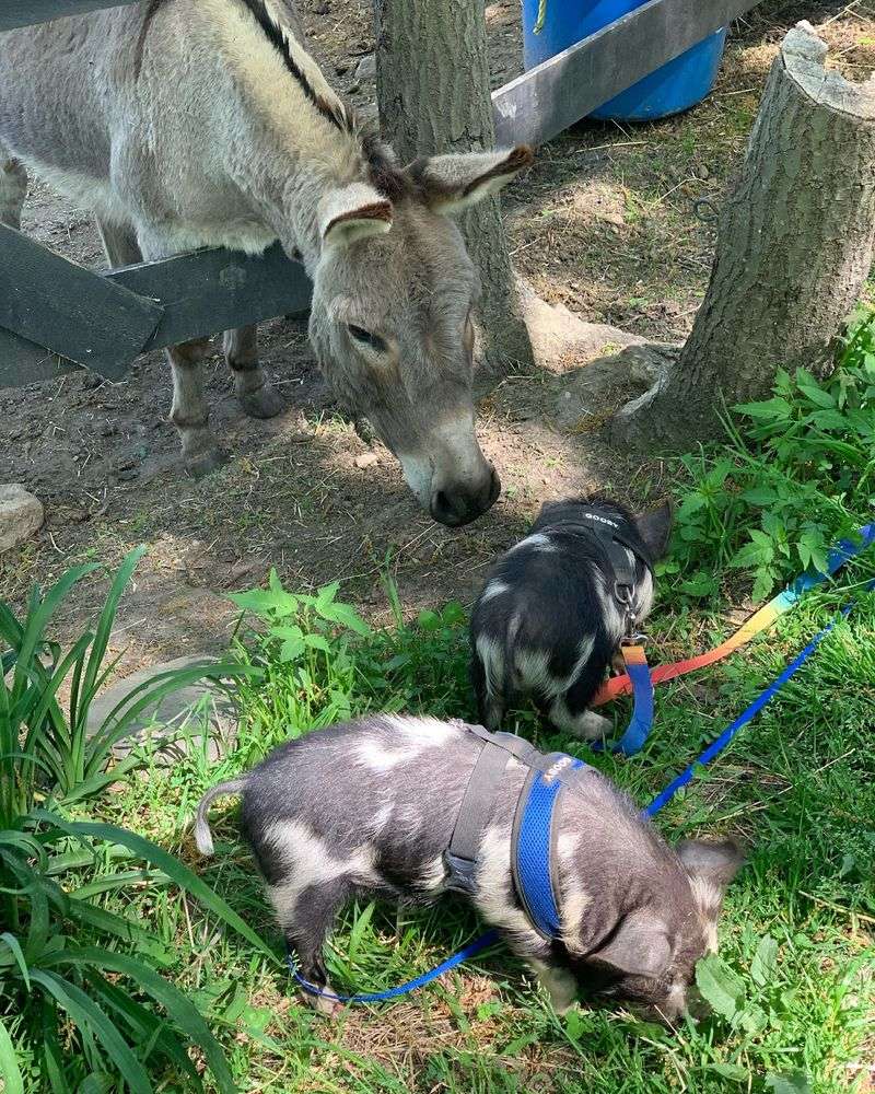 Goats, Mini Donkeys, And A Whole Supporting Cast