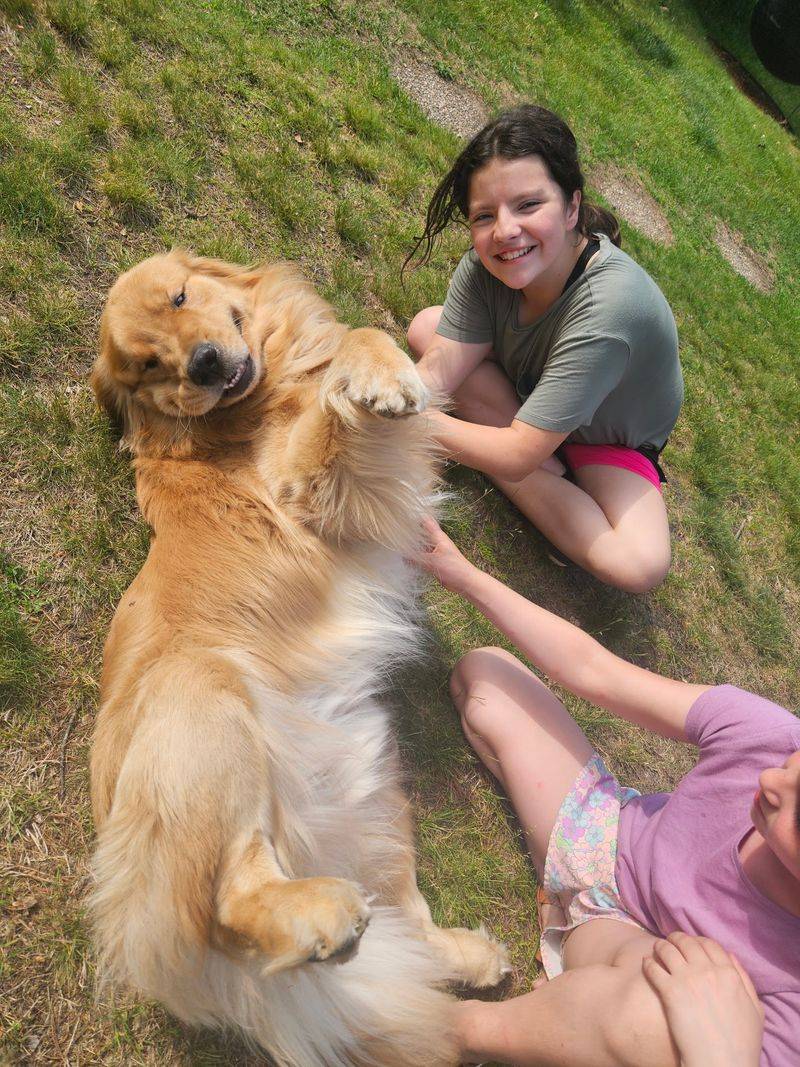 Hank The Golden Retriever Runs His Own Fan Club