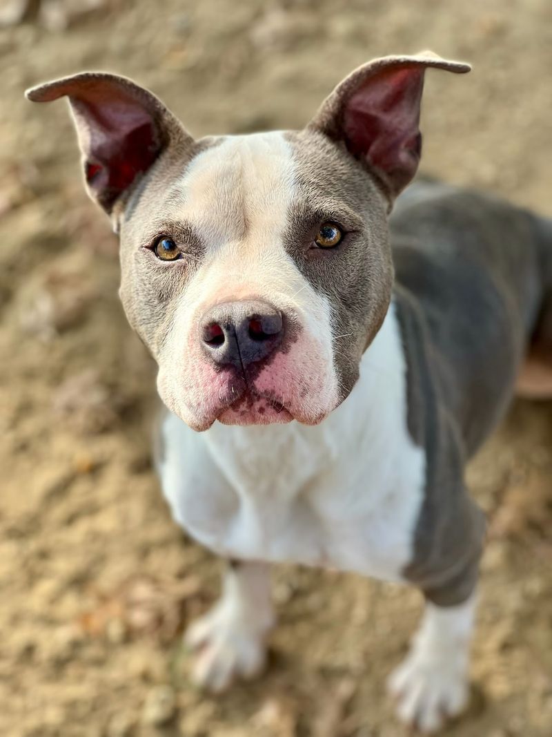 Community Animal Rescue & Adoption, Jackson, MS