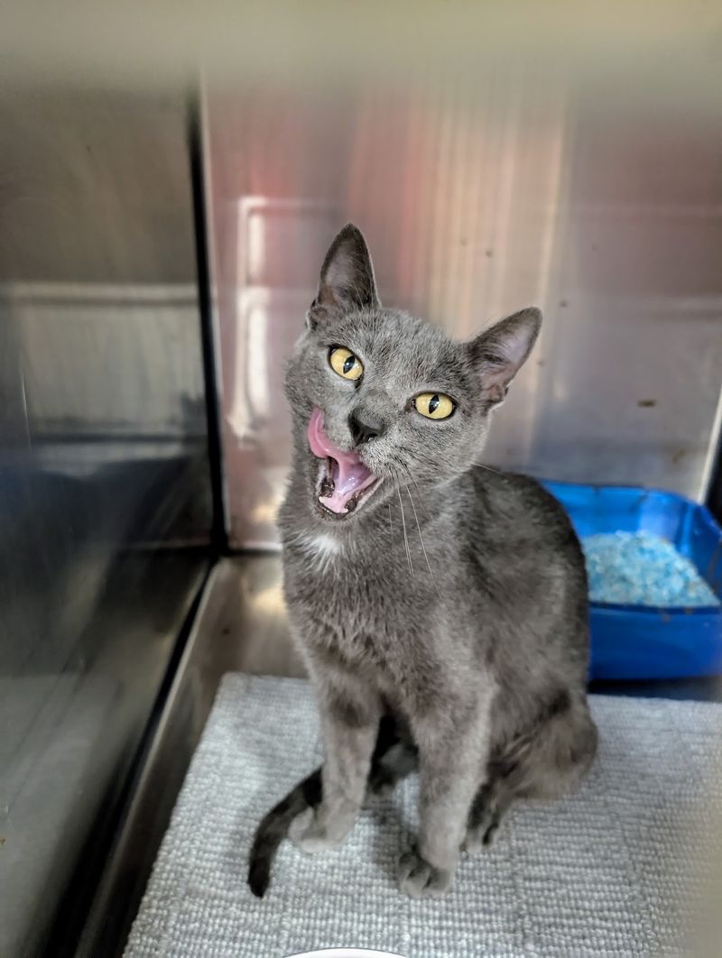 Brookhaven Animal Rescue League, Brookhaven, MS