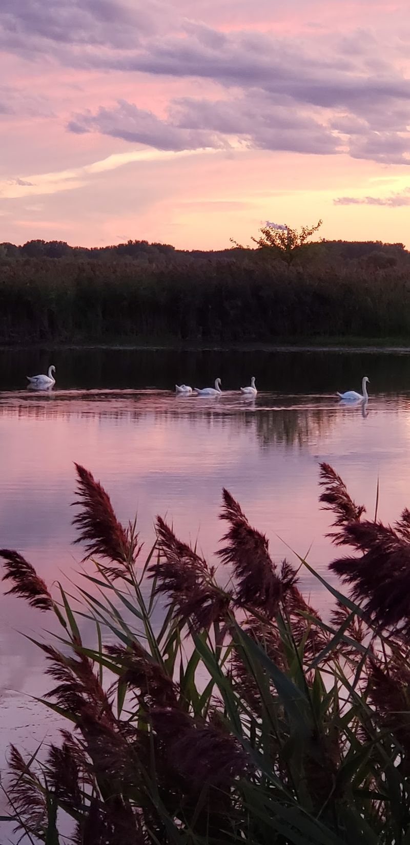 The Supporting Cast Of Birds Steals Plenty Of Scenes