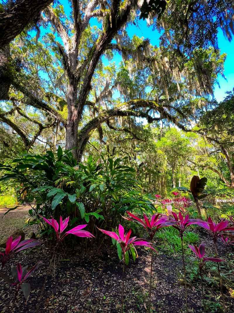 Wander Shady Trails Under Giant Live Oaks