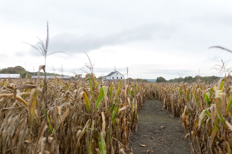 Abby's Pumpkins Corn Maze and Hayrides