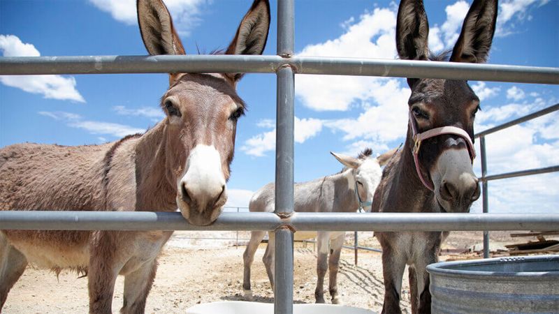 Drag'n Ass Rescue & Sanctuary