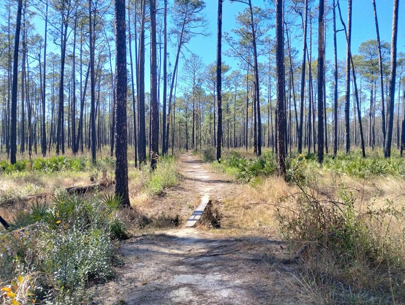 Tuxachanie Hiking Trail (West End Trailhead), Saucier, MS