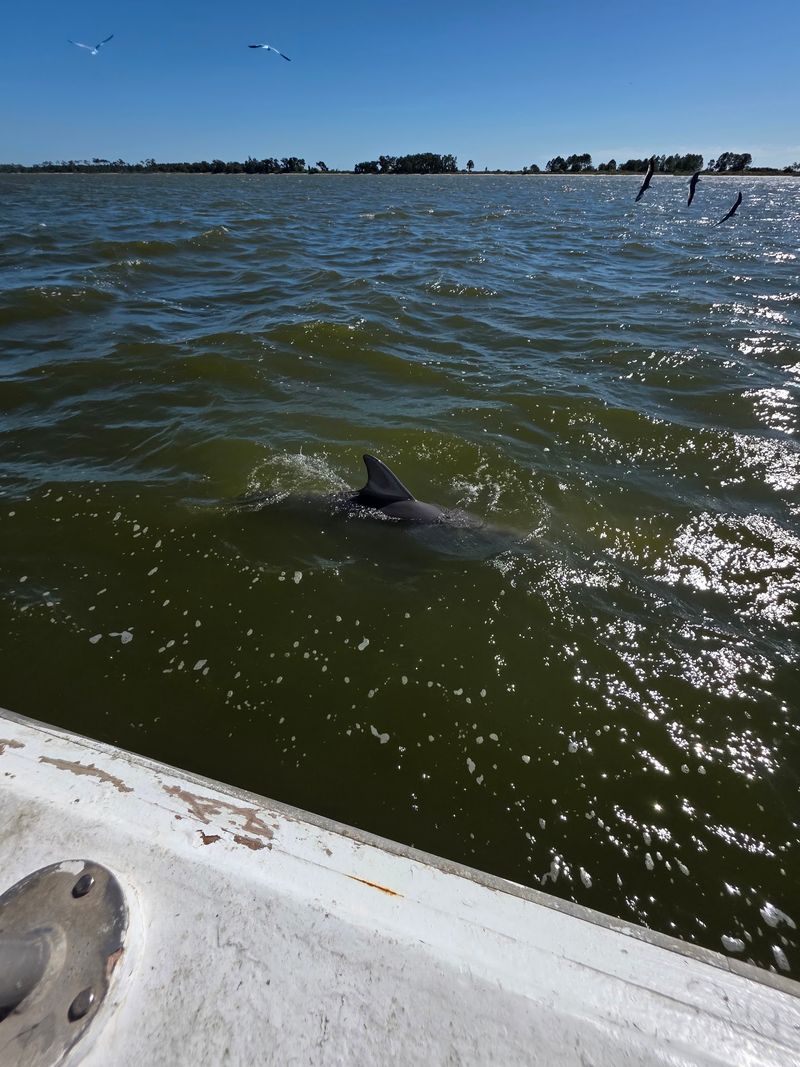 Dolphins, Gulls, and Other Surprise Guests