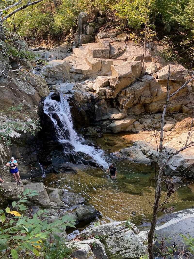 Ancient Hemlocks Bring A Northern Mood To Northern Virginia