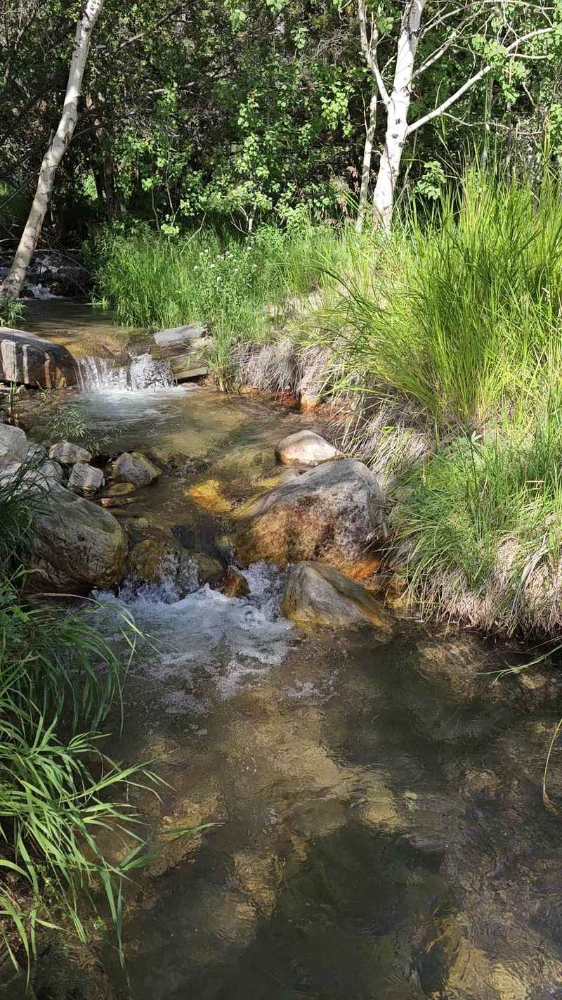 Trout Are Hiding In That Brushy Little Stream
