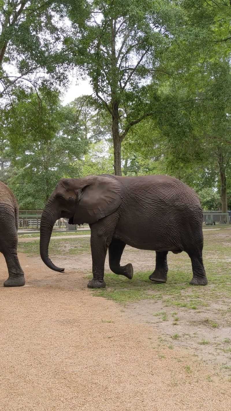 Krissy Proves Tusks Are Totally Optional