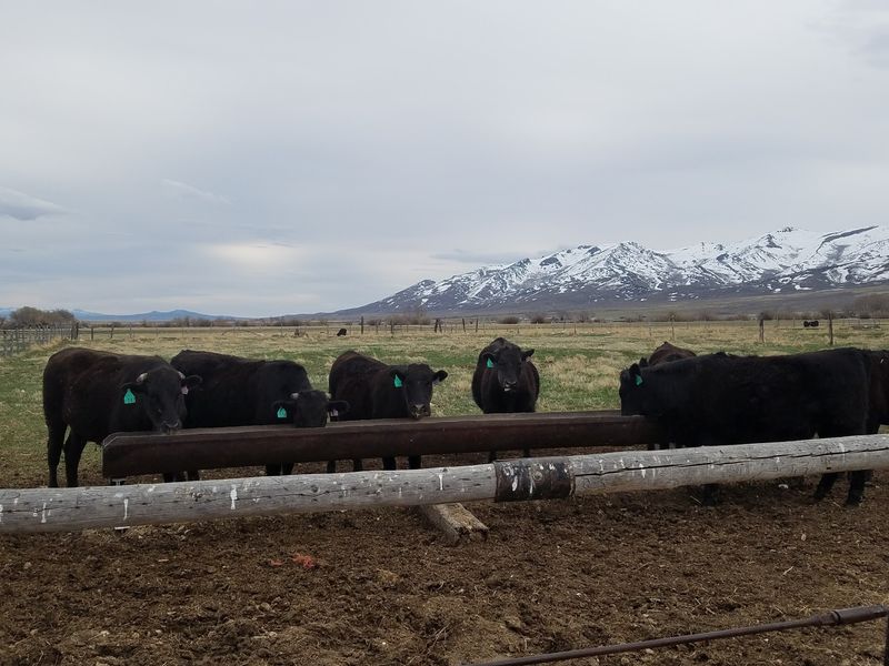 Brough Ranch
