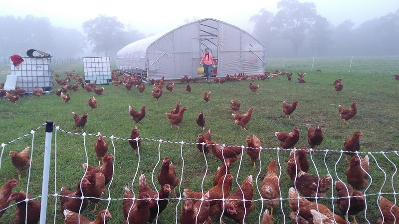 Regenerative Farming On Mississippi Soil