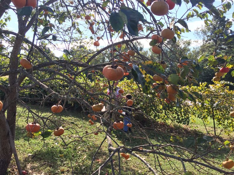 October, the Peak of Persimmon Season