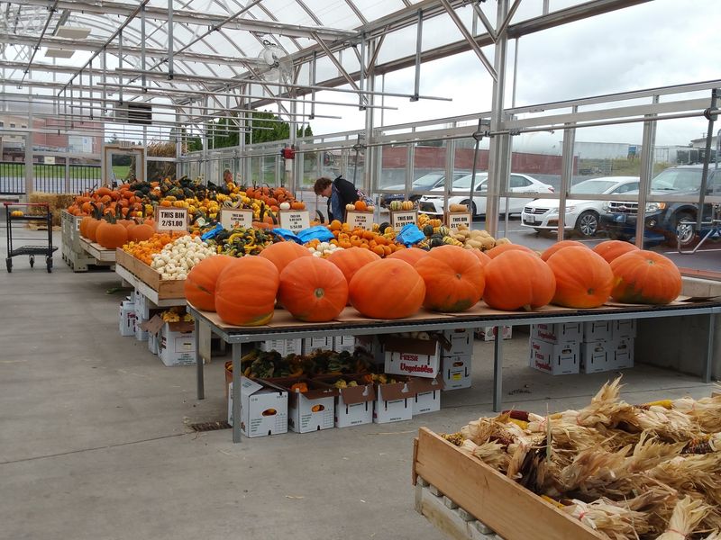 A Single Maple Tree Started This Whole Grocery Adventure