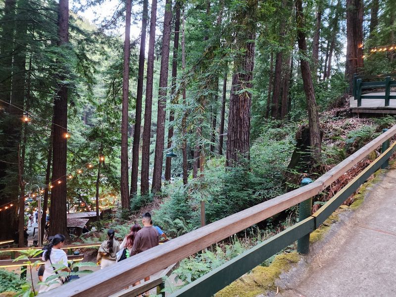The Redwoods Deserve Their Own Round Of Applause