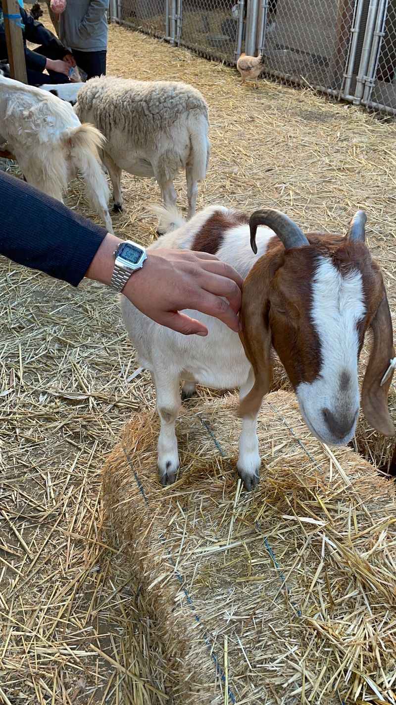 Goats, Ponies, And A Little Train