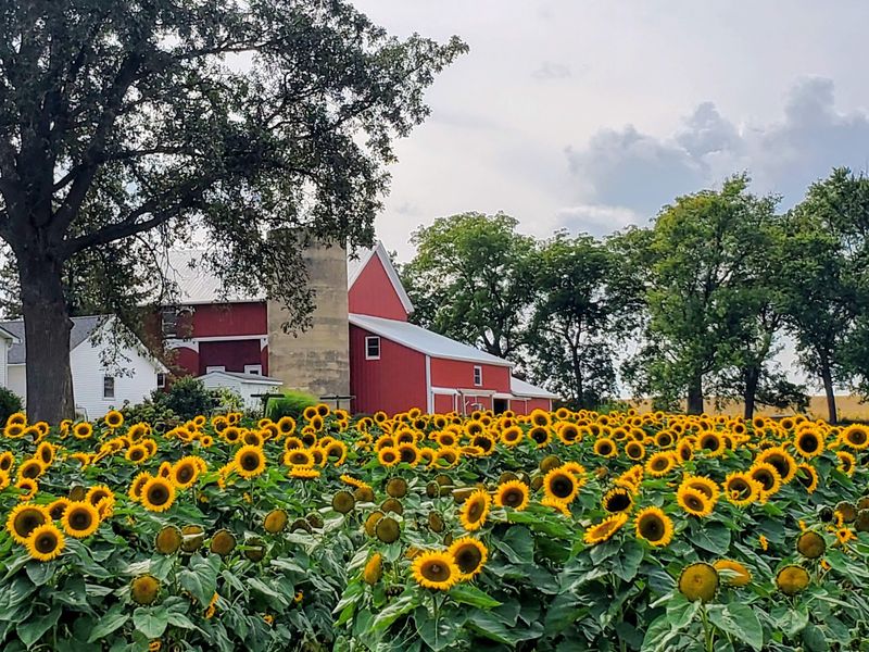 Berries, Pumpkins, And A Sunflower Surprise