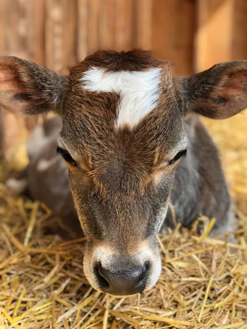 Cows Turn Out To Be Surprisingly Easy Company