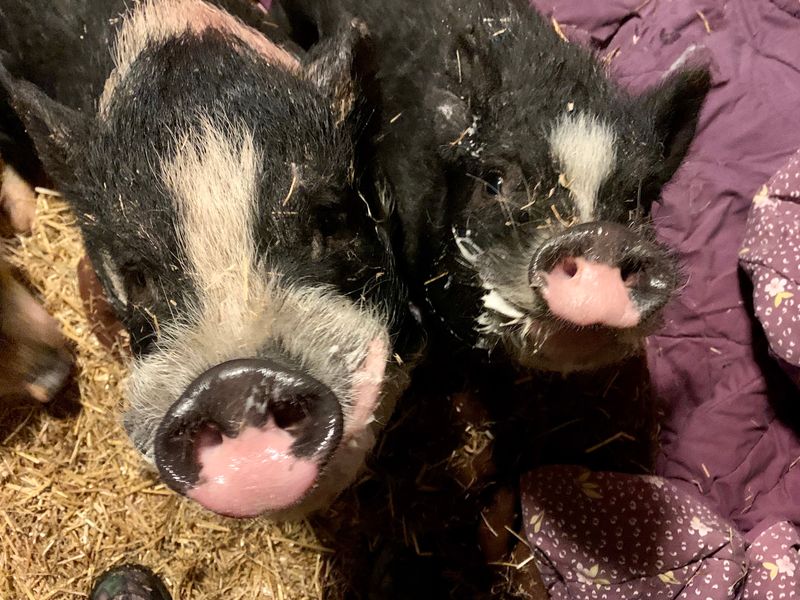 Pig Fans, Your Two Favorite Sizes Are Both Here