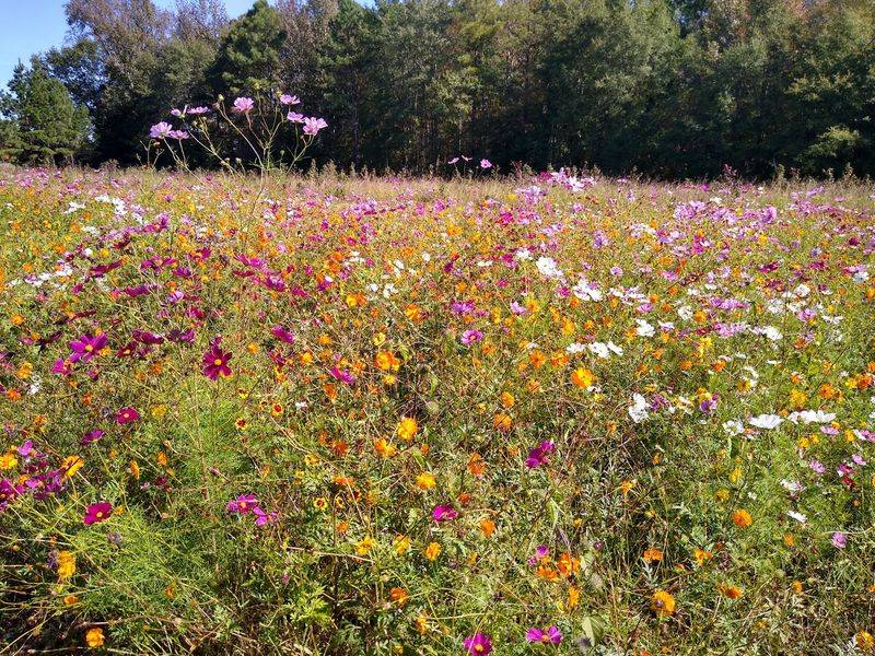 Worthey Tree Farm, Amory, MS