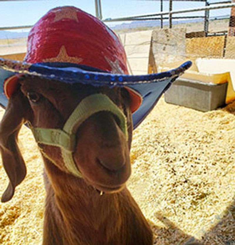 Goats, Geese, And A Bunny Named BB Run The Supporting Cast