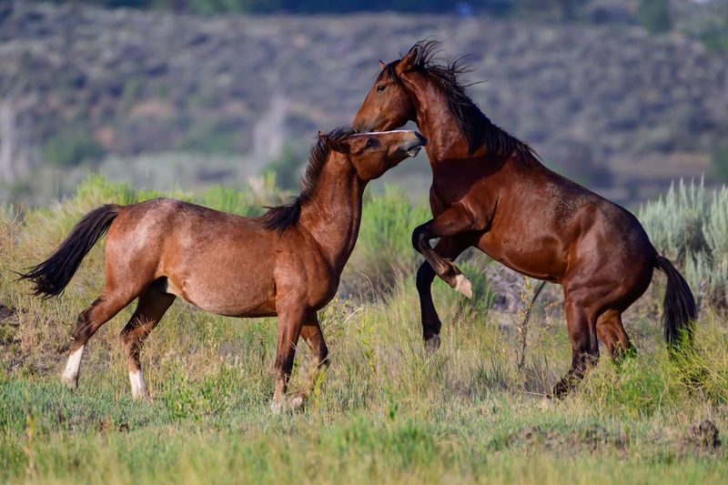 Horse Lovers Get Their Own Corner Of The Park