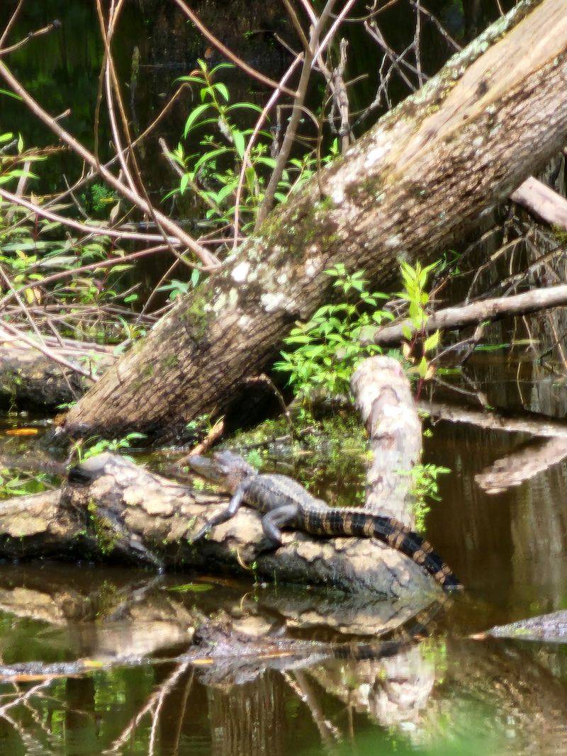 Gators, Turtles, and Wading Birds