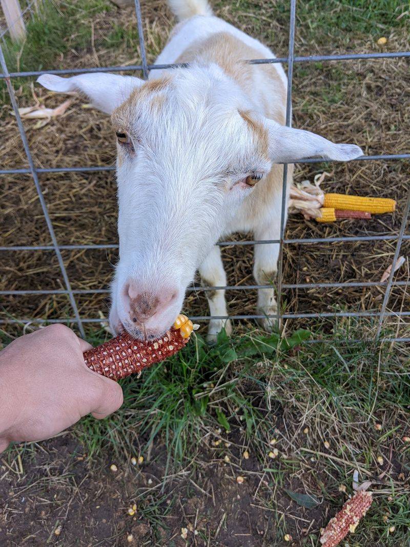 Meet The Friendly Farm Animals