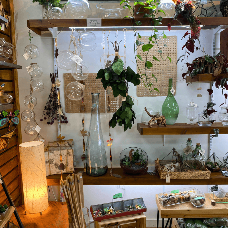 Houseplants and Build-Your-Own Terrariums