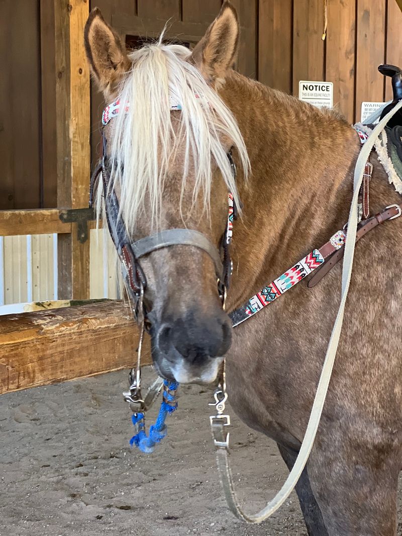 Summer Camp Where Kids Learn Real Horse Skills