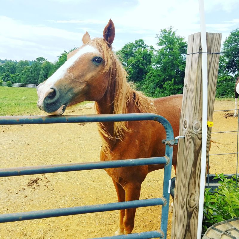 A Promise That Outlasts The People Who Love These Horses
